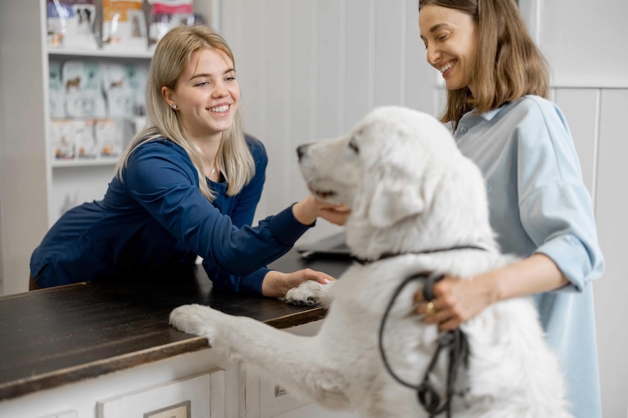 Vet Staff Member pets large dog.